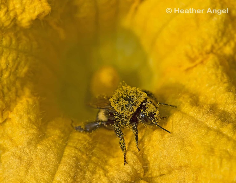 Bumblebee in a male squash flower covered with pollen - Heather Angel